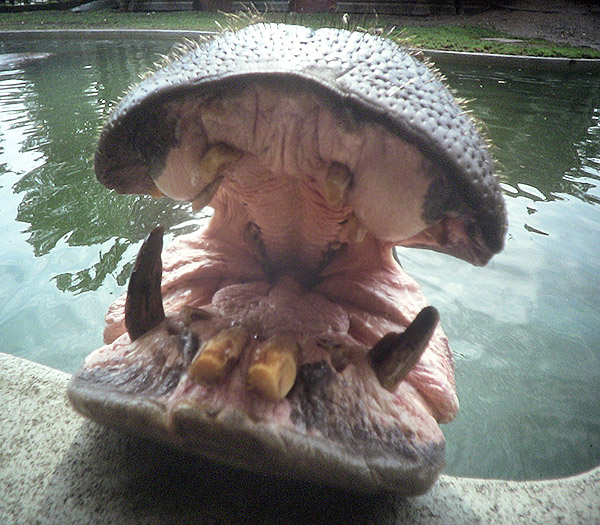 Mouth_of_a_hippo.jpg