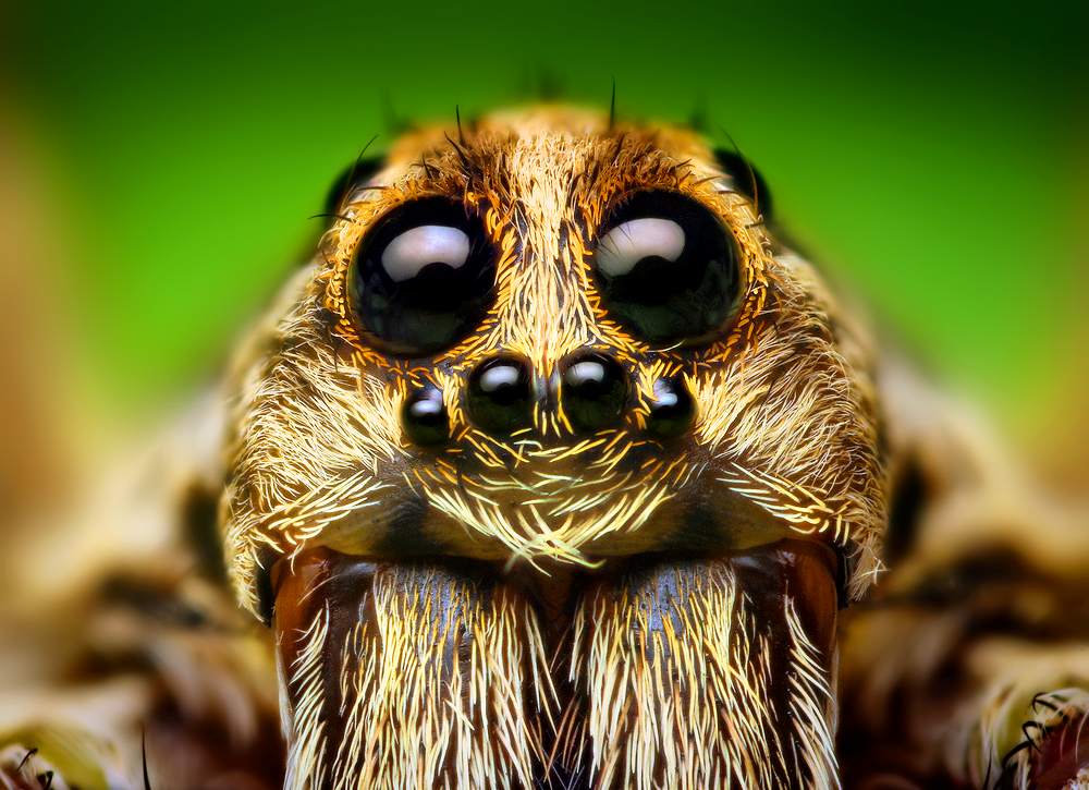 Eye_Arrangement_of_a_Hogna_Wolf_Spider.png