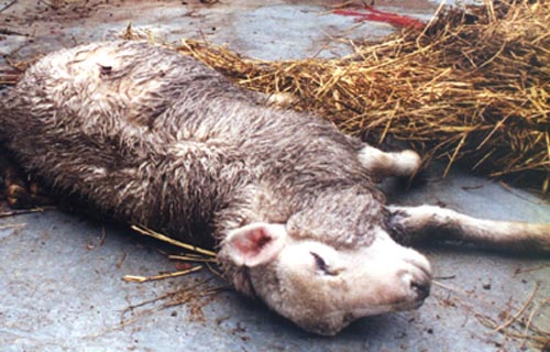 dead_sheep1.jpg