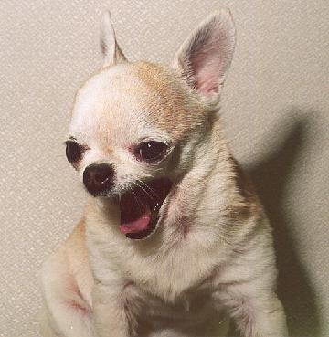 gorby-yawn.jpg