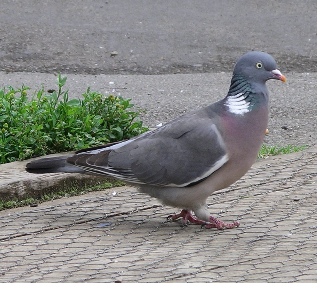 Wood_pigeon_side_9l07.JPG