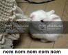 nomnomnomvi9.jpg