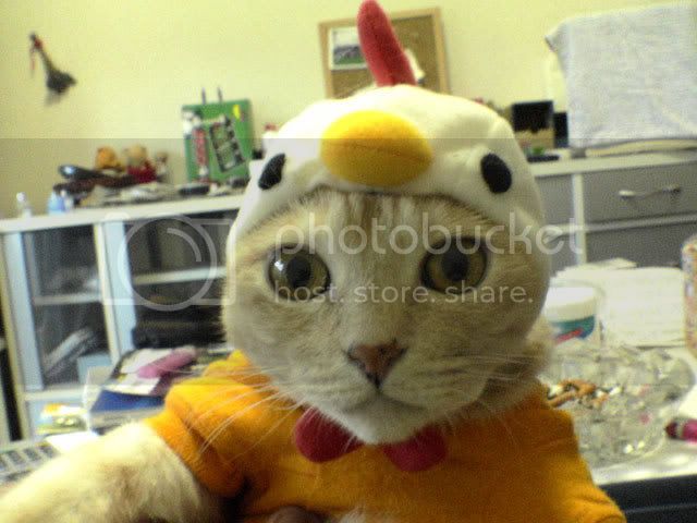 chickenCat.jpg