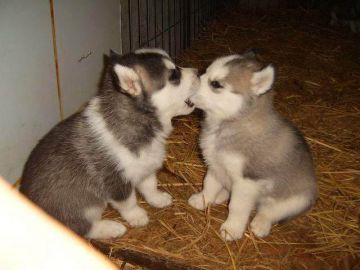 Husky-puppies6.jpg