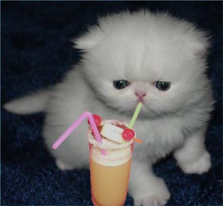 lucky-kitten-photo.jpg