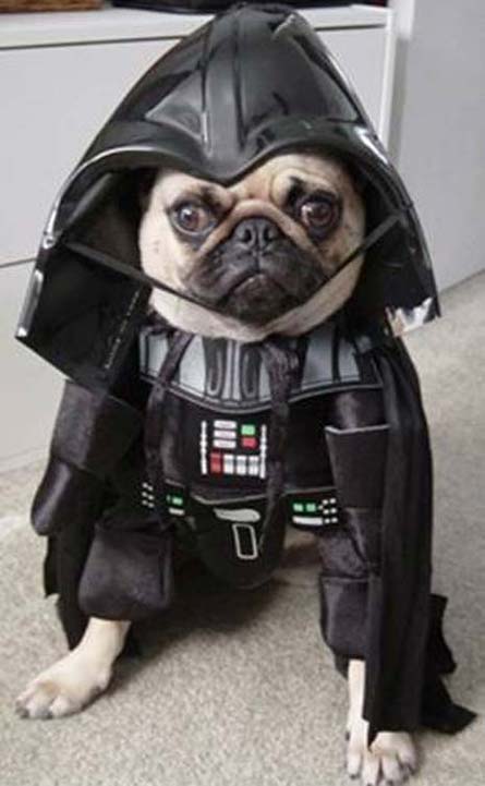 halloweenpet5.jpg