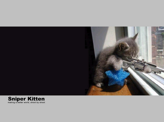 sniper-kitten-thumb.jpg