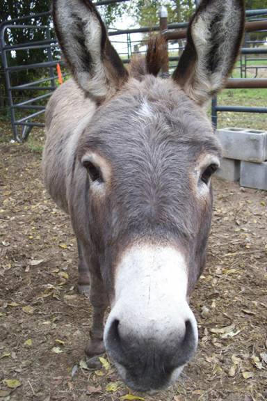 donkey1_small.jpg
