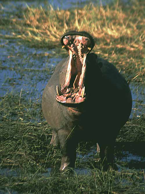 Hippo.jpg