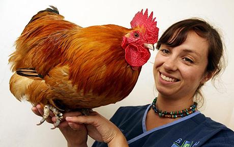 Cockerel_1439915c.jpg