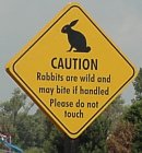 rabbits-t.jpg