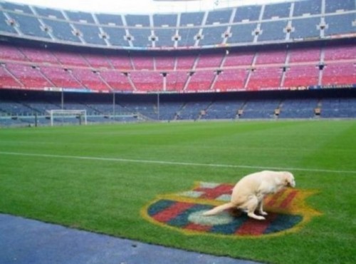 Dog-500x370.jpg