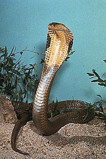 SDZ_0369-CobraSnake.jpg