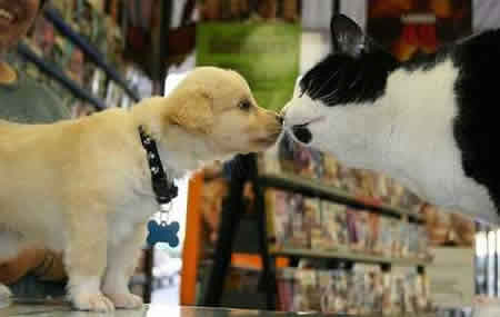 puppy-kissing-cat.jpg
