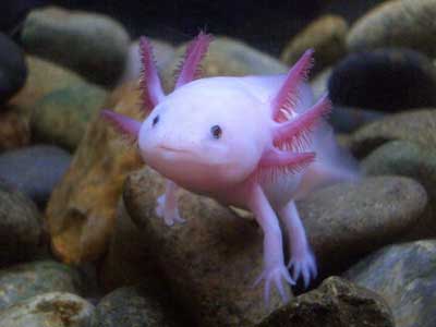 fish-with-hands1.jpg