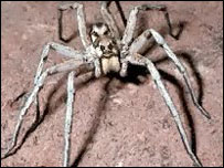 _39924254_wolfspider203.jpg
