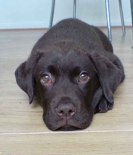 rolo-traceyhaskayne431x500.jpg