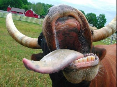 mad-cow-2.png