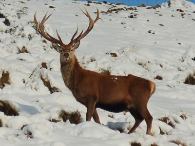 Red-Stag-3.jpg
