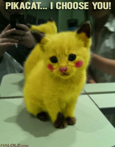 halolz-dot-com-pokemon-pikacat-ichooseyou.jpg