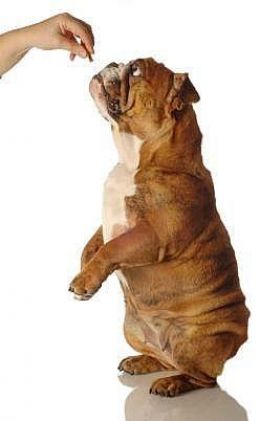 obedient-dog.jpg