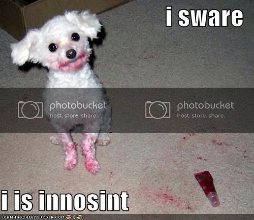 loldog-funny-pictures-innocent-dog.jpg