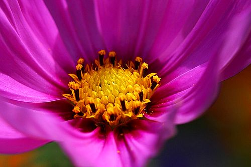 flower-macro-3.jpg