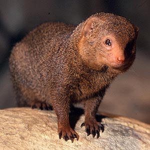 dwarf_mongoose.jpg