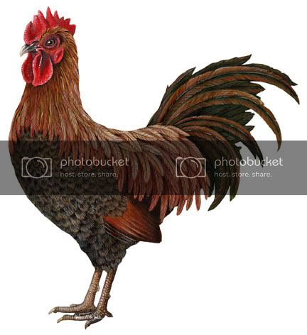 Cock.jpg