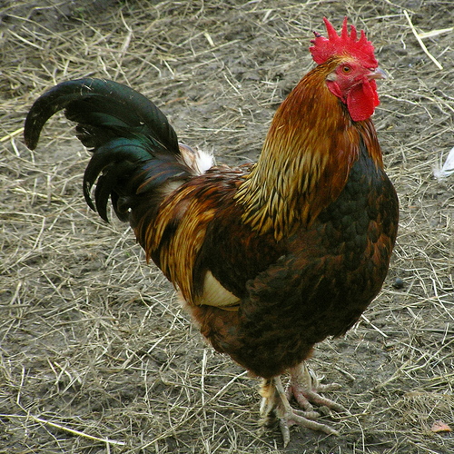 cockerel.jpg