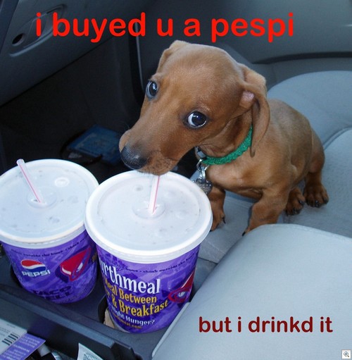 lol-dog.jpg