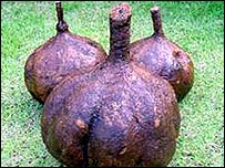_40940107_tubers203.jpg