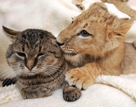 kitty-and-lion.gif
