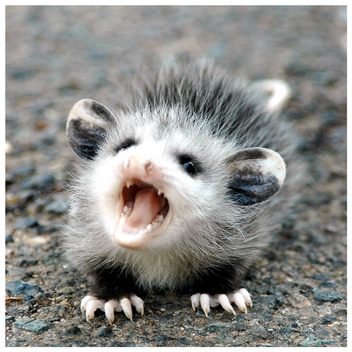 Baby-Possum-42-days.jpg