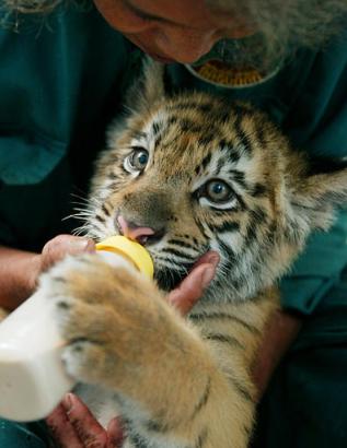 2004_0624_tiger_cub5.jpg