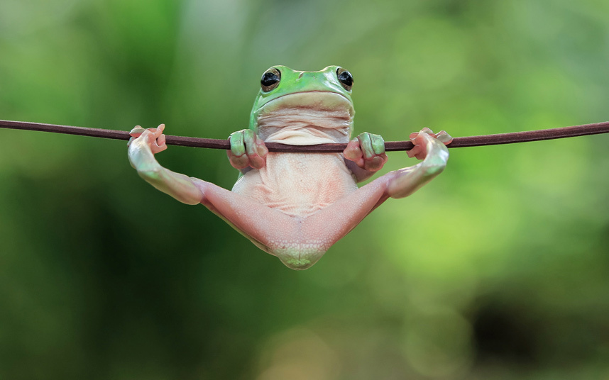 potd-frog_3486155k.jpg