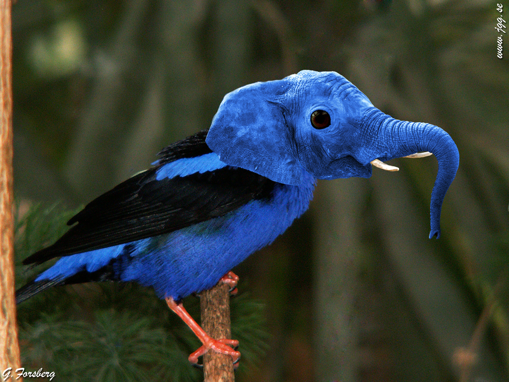 Blue-elebird.jpg