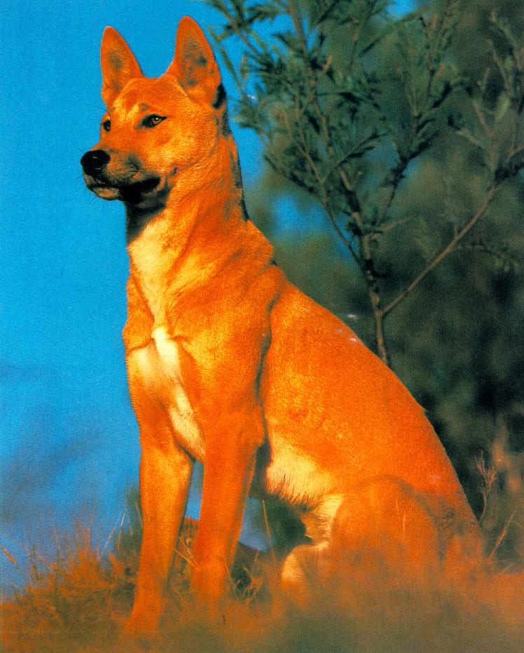 wffm040-WildDog-Dingo.jpg