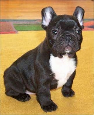 FrenchBulldogPuppydot9weken.jpg