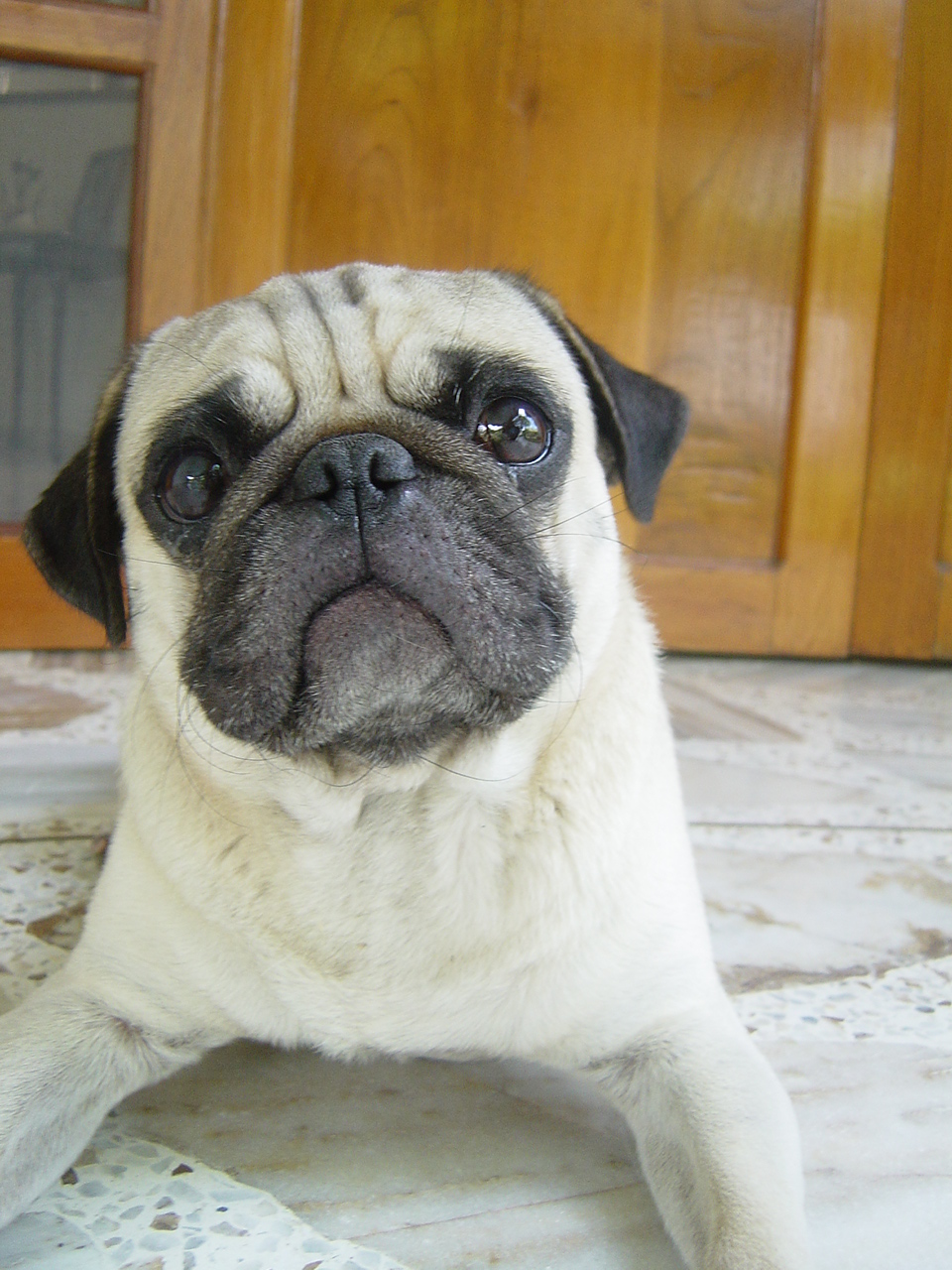 Chatopug.JPG