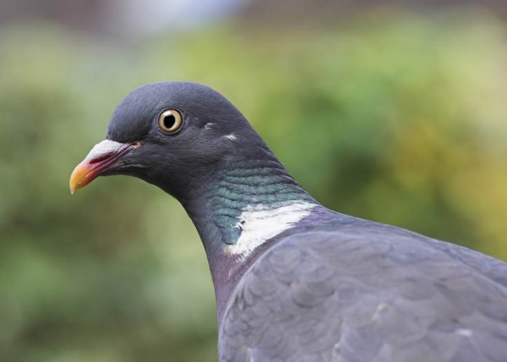 problem_birds_wood_pigeon4.jpg