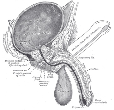 male_anatomy.jpg