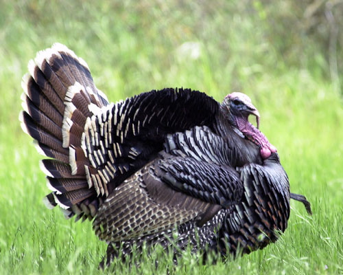 turkey.jpg