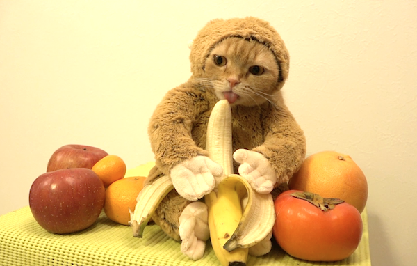 cat-banana.png