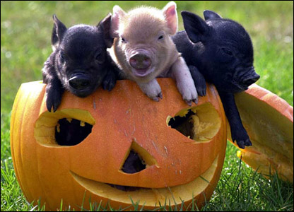 _44177691_pigs3_other_gal.jpg