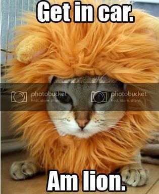 catlionyx4.jpg