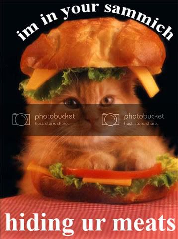 sandwich-cat.jpg