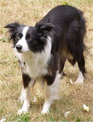 BorderCollieWynne7Years3.JPG