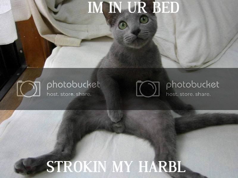 cat1-1.jpg