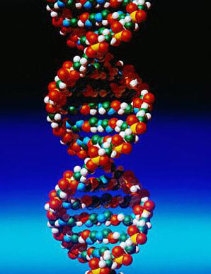 01-coll-dna-knoll-l.jpg